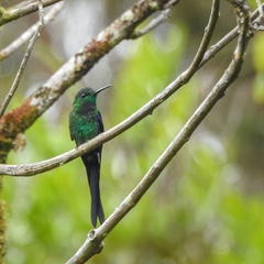 Thalurania watertonii