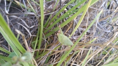 Sphenarium purpurascens