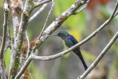 Thalurania watertonii