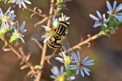 Helophilus latifrons