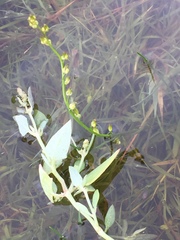 Atriplex portulacoides
