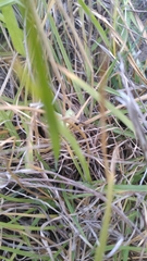 Sphenarium purpurascens