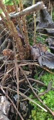 Dryopteris ludoviciana