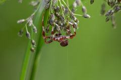 Larinioides patagiatus