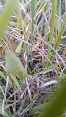 Sphenarium purpurascens