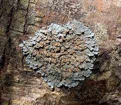 Coccocarpia erythroxyli