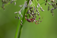 Larinioides patagiatus