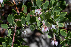 Arctostaphylos parryana