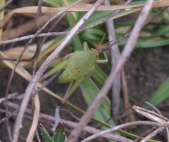 Sphenarium purpurascens
