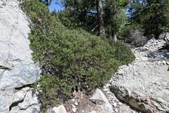 Arctostaphylos parryana