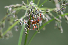 Larinioides patagiatus