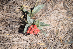Nyctaginia capitata