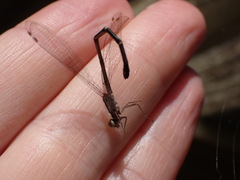 Xanthocnemis zealandica