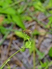 Poecilanthrax lucifer