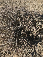 Cylindropuntia ramosissima