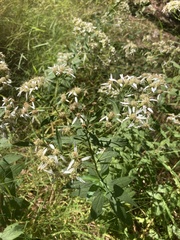 Doellingeria sericocarpoides