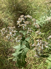 Doellingeria sericocarpoides