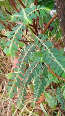 Phyllanthus debilis