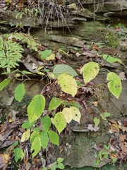 Hydrangea arborescens