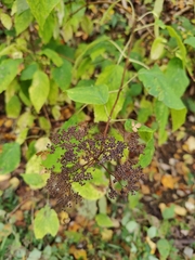 Hydrangea arborescens