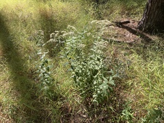 Doellingeria sericocarpoides