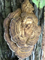Trametes ochracea