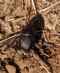 Geotrupes opacus