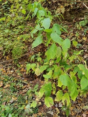 Hydrangea arborescens