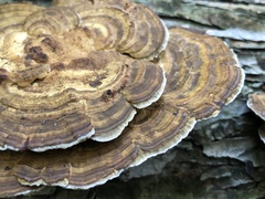 Trametes ochracea