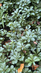 Pachysandra terminalis