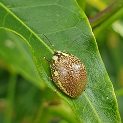 Paropsis