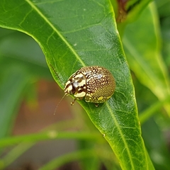 Paropsis