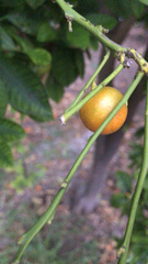 Citrus × microcarpa