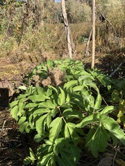 Angelica atropurpurea