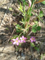Centaurium pulchellum