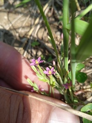 Centaurium pulchellum