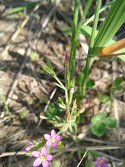 Centaurium pulchellum