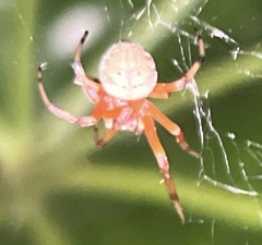 Araneus thaddeus