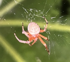 Araneus thaddeus