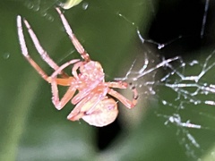 Araneus thaddeus