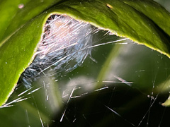 Araneus thaddeus