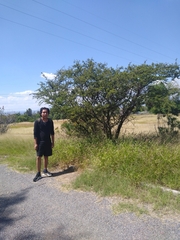 Vachellia schaffneri