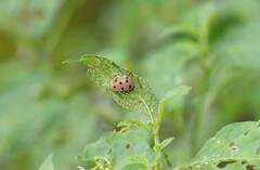 Henosepilachna vigintioctopunctata