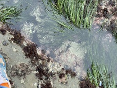 Zostera marina