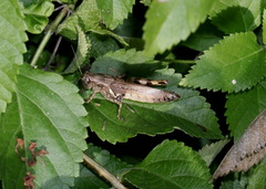 Melanoplus ponderosus