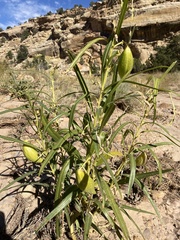 Asclepias labriformis