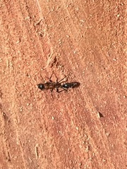 Tetraponera rufonigra