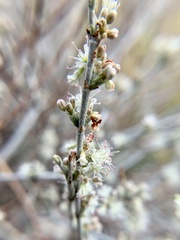 Eriogonum wrightii nodosum