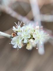 Eriogonum wrightii nodosum