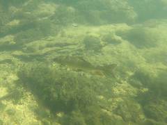 Moxostoma erythrurum